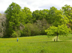 Bois Desfonseau, Cénac (33)