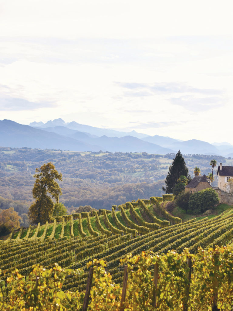 Comme un air de vacances : sur les coteaux de Jurançon - Jurançon (64) © Franziska Neumann