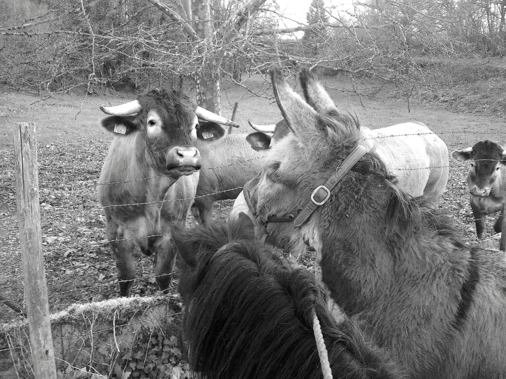 Rencontre Animale - Torsac (16) © Christophe Giordanengo