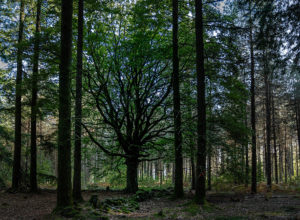 87_L'arbre des résistants ©Lucile PÉRINAUD