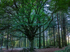 87_L'arbre des résistants ©Lucile PÉRINAUD
