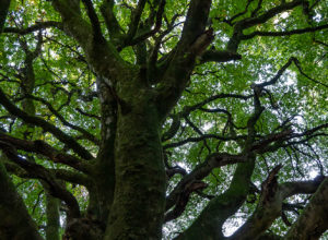 87_L'arbre des résistants ©Lucile PÉRINAUD