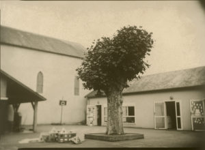 64_Simplement notre platane ©CE2-CM1-CM2 Ecole Primaire d'Ouillon
