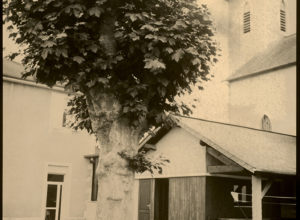 64_Simplement notre platane ©CE2-CM1-CM2 Ecole Primaire d'Ouillon