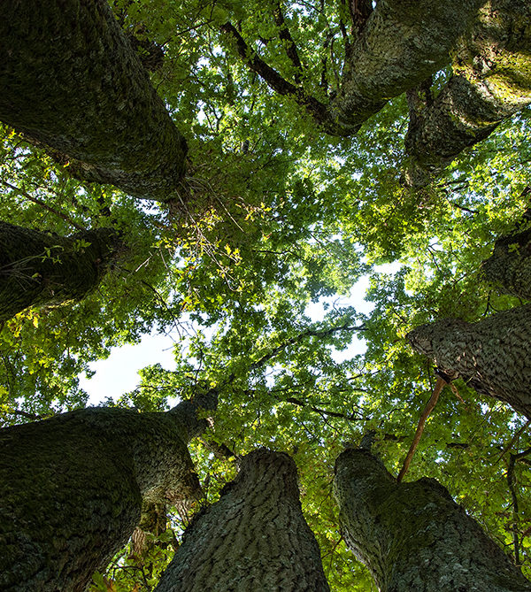 16_Mon arbre ©Christophe GIORDANENGO