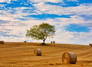 17_Mon arbre des Garlopeaux ©Jean-François WEILL DIT MOREY