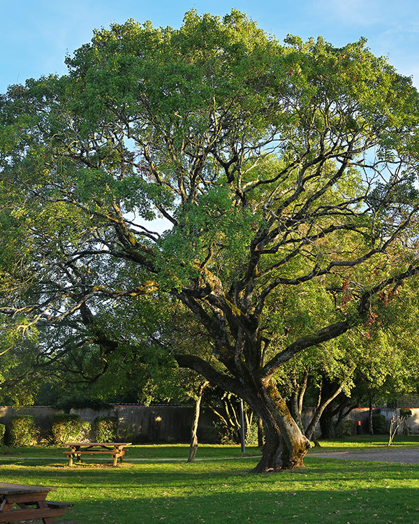 17_L'arbre de la Dame ©Line MEODE
