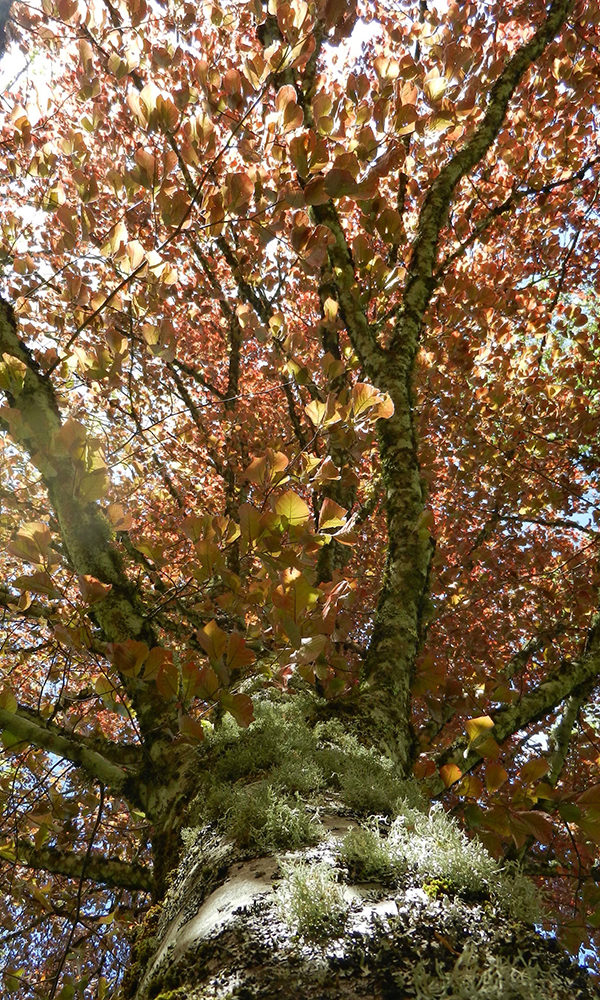 19_Sous mon hêtre pourpre il y a ©Franck MARCHE BOURZEIX