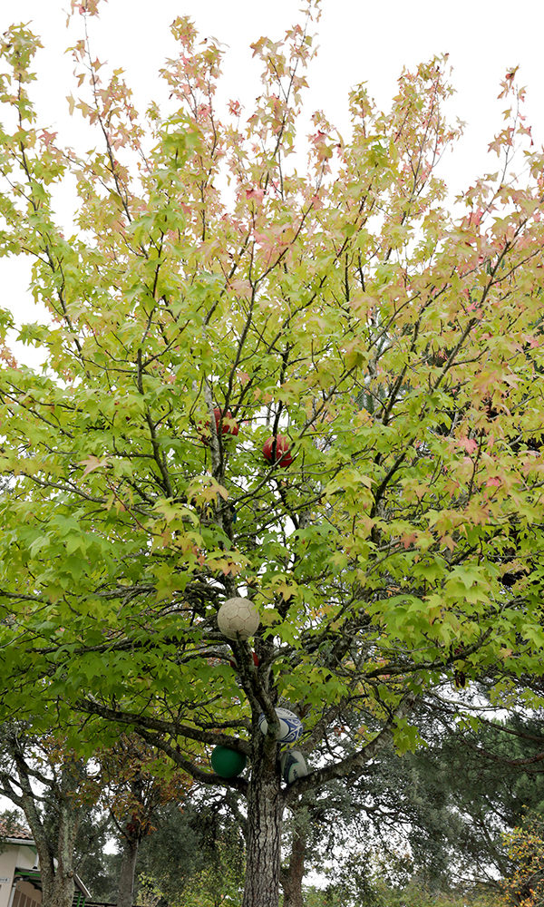 40_L'arbre à ballons ©ALSH Capbreton