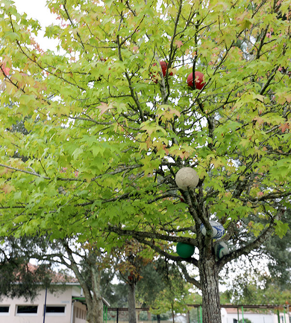 40_L'arbre à ballons ©ALSH Capbreton