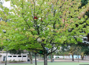 40_L'arbre à ballons ©ALSH Capbreton