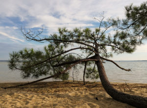 40_Le pin des landes ou pin maritime ©Anne FOUSSAT
