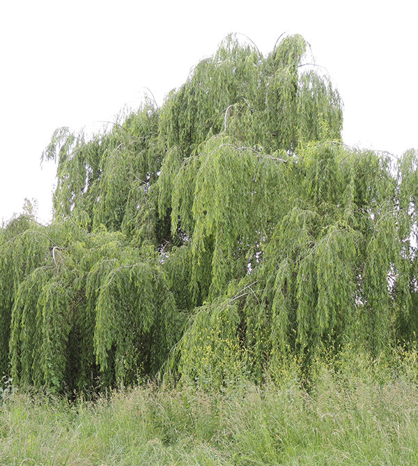 47_C'est un saule pleureur ©Jacqueline COLIN