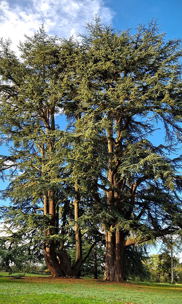 86_Cèdre de l'atlas du domaine de Givray ©Philippe LAFFONT