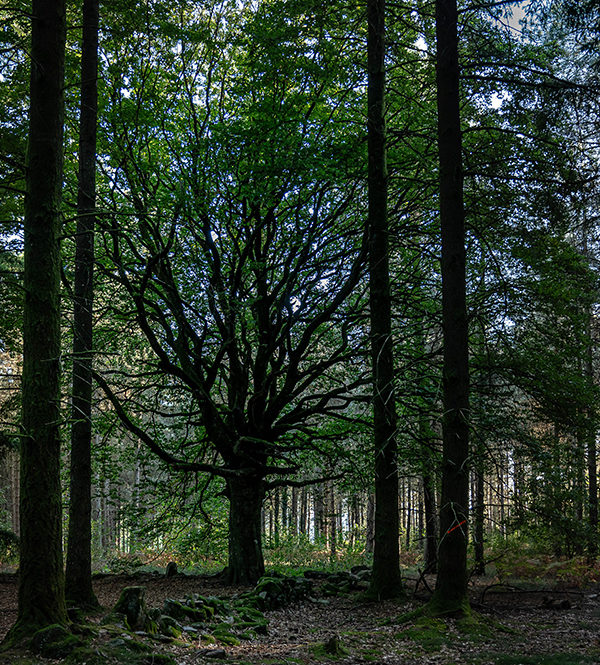 87_L'arbre des résistants ©Lucile PÉRINAUD