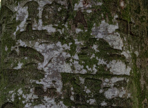 87_L'arbre des résistants ©Lucile PÉRINAUD