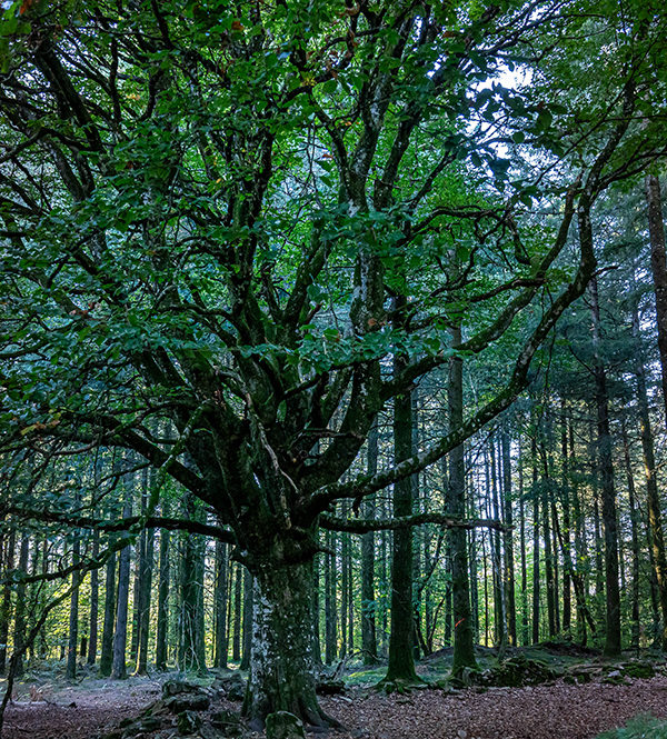 87_L'arbre des résistants ©Lucile PÉRINAUD