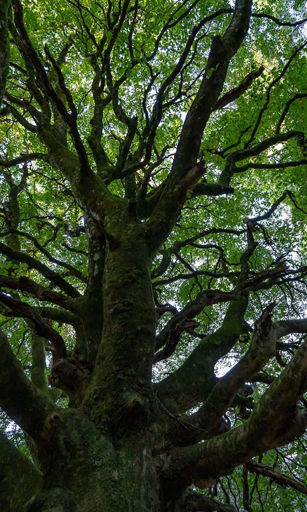 87_L'arbre des résistants ©Lucile PÉRINAUD