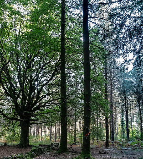 87_L'arbre des résistants ©Lucile PÉRINAUD