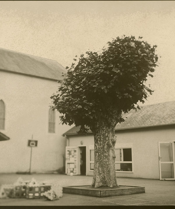 64_Simplement notre platane ©CE2-CM1-CM2 Ecole Primaire d'Ouillon