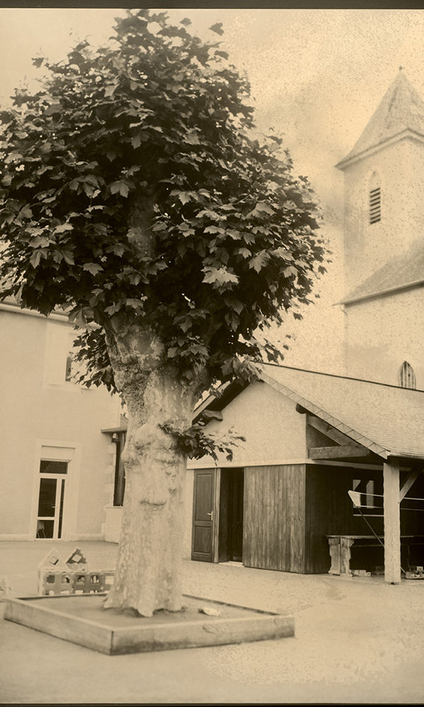 64_Simplement notre platane ©CE2-CM1-CM2 Ecole Primaire d'Ouillon