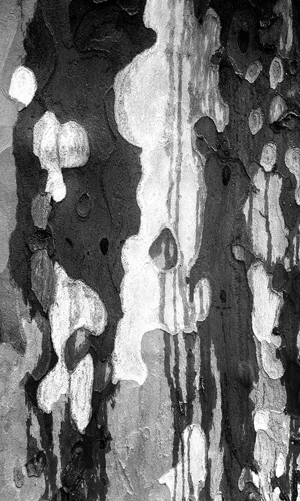 64_Simplement notre platane ©CE2-CM1-CM2 Ecole Primaire d'Ouillon
